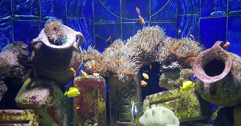 Explore DubaiâS Lost Chambers Aquarium: Tickets For One, Two, Or Four Dubai - Image 3